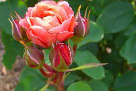 Сорта розы Гийо названия авторских сортов отзывы и фотографии
