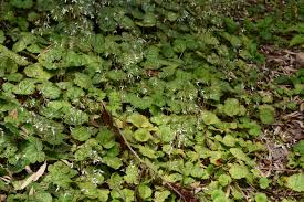 ユキノシタ 雪の下 雪の舌 庭木図鑑 植木ペディア