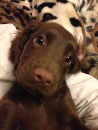 Pin By Sumeyra Sari On Dream In 2020 Brooklyn Baby Dog Cat Animals