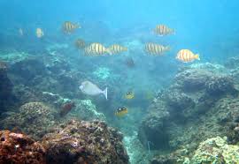 Maybe you would like to learn more about one of these? Snorkeling Hideaways Beach Fun But Challenging To Access