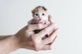 How To Trim A Kitten S Claws Kitten Lady