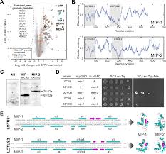 The housing and community development act of 1974 created the section 8 federal housing subsidy program. Novel Lotus Domain Proteins Are Organizational Hubs That Recruit C Elegans Vasa To Germ Granules Elife