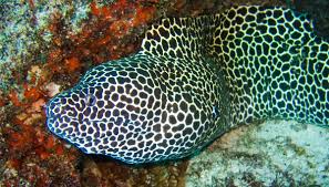 Laced Moray Wikipedia