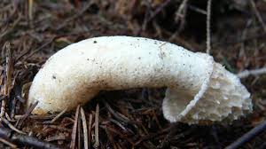 Phallus Impudicus: The Nastiest Mushroom Ever? 