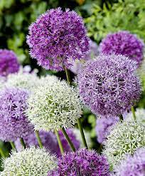Ornamental Onion Fantasia Mixed Flower Bulbs From Bakker Spalding Garden Company Fiori Da Bulbo Piante Decorative Piante Da Esterni