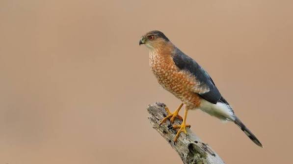 Cooper's Hawk — Santa Clara Valley Bird Alliance