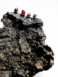 Bildergebnis für Kristiina Laurits