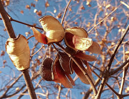 Image result for Meiostemon tetrandrus