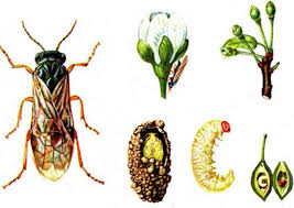 Image result for puklice švestková obrázek