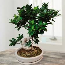 Bonsai Ficus Retusa Microcarpa Plants Bonsai Ficus Bonsai Tree Care