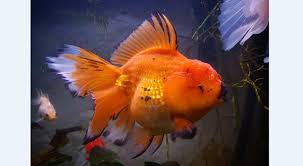 We did not find results for: 8 Jenis Ikan Mas Koki Paling Populer Di Indonesia