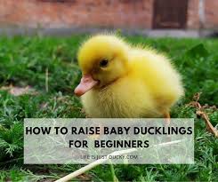 If their parents are dead, or they don't return within two hours, contact your local wildlife rehabilitation centre or vet for advice. Raising Ducks 101 How To Take Care Of Baby Ducklings Life Is Just Ducky