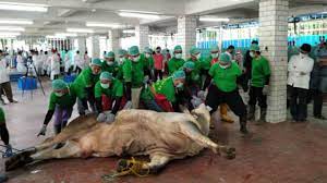 bukhari 982 'a'isha reported allah's messenger as saying, on the day of sacrifice no one does a deed more pleasing to god than the shedding of blood. Pandemic Alters Eid Al Adha Animal Sacrifice Ritual In 2020 Horizons En Tempo Co Tempo Co