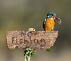 Small Brown Bird With No Tail Feathers 