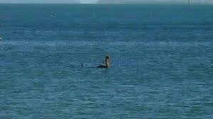 It's approaching from due east towards me. Miracle House Frederick Valentich Disappearance Australia S Strangest Mysteries The Advertiser