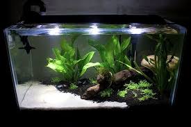 Great Split Look Cool Fish Tanks Fresh Water Fish Tank Fish Tank