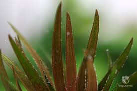 Image result for Xyris parvula