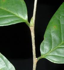 Image result for Antidesma membranaceum