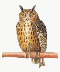 Bird In A Gilded Cage Poem Vintage Long Eared Owl Illustration Free Image By Rawpixel Com In 2020 Owl Illustration Long Eared Owl Bird Illustration