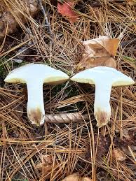 Image result for Suillus weaverae