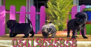 Pug Yavru Ilanlari Pug Yavru Pug Pug Kopekler