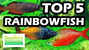 top 5 favorite rainbowfish fresh water aquarium fish