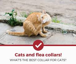 With its innovative delivery system, the seresto 8 month flea & tick collar for cats & kittens offers a breakthrough in tick and flea control for your furry feline. Top 5 Best Flea Collars For Your Cat 2021 Review Pest Strategies