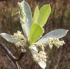 Image result for Terminalia sericea