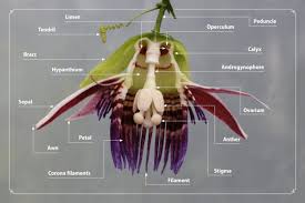 Image result for Viridivia suberosa