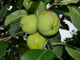 Protect your fruit trees from bark damage by mice, rabbits and deer by installing an inexpensive white plastic trunk protector. 3 Green Round Fruit Free Image Peakpx