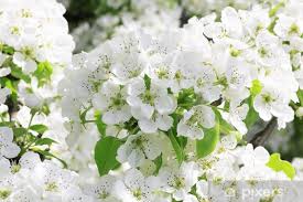 Visualizza altre idee su fiori bianchi, fiori, bellissimi fiori. Carta Da Parati Fiori Bianchi Delicati In Una Giornata Di Sole Primaverile Pixers Viviamo Per Il Cambiamento