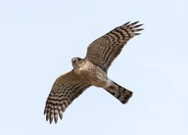 With no 2 birds being the same, one of these works of art would make a wonderful gift to any bird lover. Sharp Shinned Hawk The Peregrine Fund