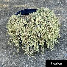 Image result for Odontosoria afra