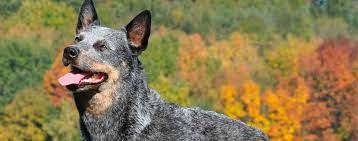 Der Australian Cattle Dog Die Roten Und Blauen Powerpakete Von Down Under Schweizer Hunde Magazin