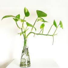 Ornamental Plants Created In The House Using Water Indoorjungle Ornamental Plants Water Plants Indoor Plant Decor