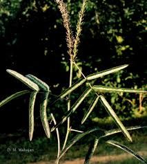 Image result for Uraria picta