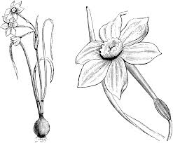 White Jonquil Drawing Google Search Narcissus Flower Tattoo Back Flower Tattoo Sleeve