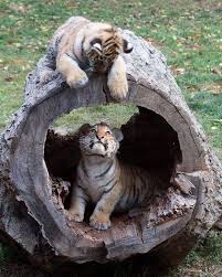 Siberian Or Amur Tigers Are The World S Largest Cats They Live Primarily In Eastern Russia S Birch Forests There Are A Tiger Species Animals Cute Animals