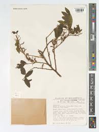 Image result for Opilia amentacea