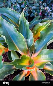 Image result for Chlorophytum filipendulum
