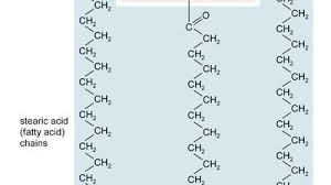 Image result for Fatty Acid