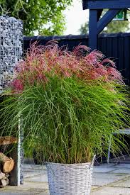 Image result for Miscanthus sinensis
