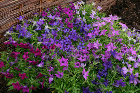 Pin Di Annual Flowers