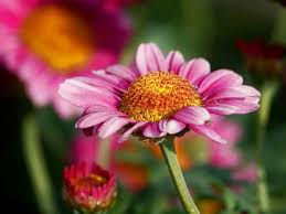 Image result for Argyranthemum frutescens