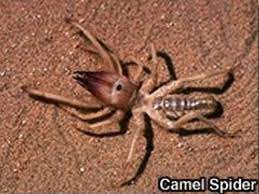 Camel spiders are similar to lions in that they prefer to kill their prey before consuming it, which is why they often decapitate their victims. Camel Spider Pro Shield Dubai