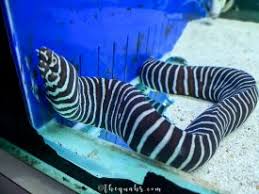 Saksikan keunikan pelbagai spesies batu karang dengan lebih dekat lagi di galeri pusat ikan hiasan marin port dickson. Pusat Ikan Hiasan Aka Ornamental Fish Aquarium Port Dickson Thequahs Com