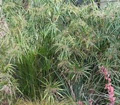 Image result for Cyperus tenax