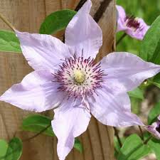 In this photo, though, i made a stupid mistake: Clematis Pink Climador Longfield Gardens