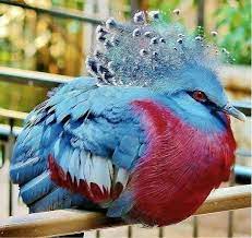 pin on guvercin ve kus turleri birds