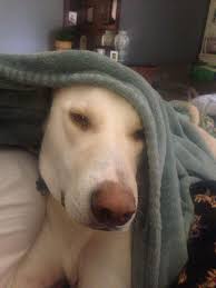 Funny Dog Videos Watch On Youtube Niko S Channel And Instagram Niko Dog Channel Cute Blonde Lab Niko Follow On Instagram Niko Dog Gifs Funny Dog Videos Dogs